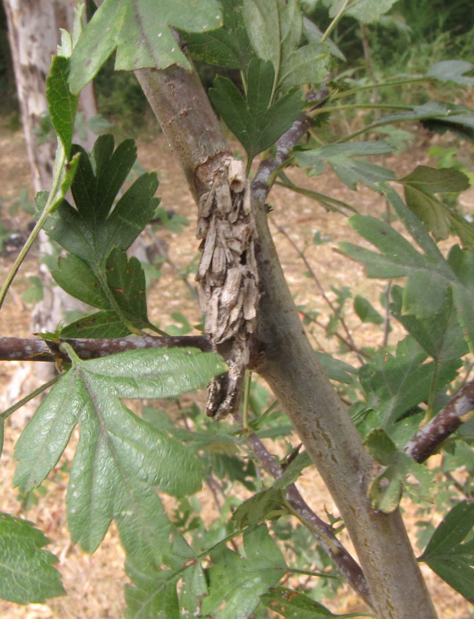 pupa di psichydae?